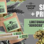 Limitowany drop CBD Zdechłego Osy tylko w CGM Coffee Shopie