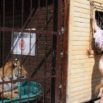 Ramona Rey nagrała singiel z rosyjskimi gwiazdami